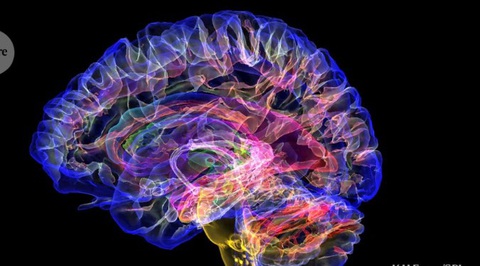 Quét MRI màu của bộ não con người khỏe mạnh. Khi não bị tổn thương, các mạch thần kinh liên quan đến nhận thức và trí nhớ cũng bị tổn thương.- Ảnh: NATURE Quét MRI màu của bộ não con người khỏe mạnh. Khi não bị tổn thương, các mạch thần kinh liên quan đến nhận thức và trí nhớ cũng bị tổn thương.- Ảnh: NATURE