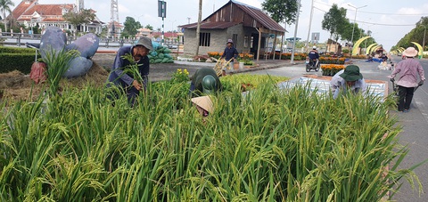 Ba kỷ lục Việt Nam sẽ được xác lập tại Festival lúa gạo quốc tế Việt Nam - Hậu Giang 2023- Ảnh 1. Thi công triển lãm Con đường lúa gạo tại Festival quốc tế lúa gạo Việt Nam - Ảnh: LÊ DÂN