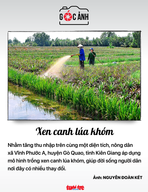 Xen canh lúa khóm - Ảnh: NGUYỄN ĐOÀN KẾT Xen canh lúa khóm - Ảnh: NGUYỄN ĐOÀN KẾT
