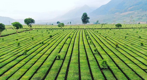 Lai Châu: Thúc đẩy phát triển sản xuất nông nghiệp quy mô lớn- Ảnh 2. Vùng trồng chè ở huyện Tân Uyên, tỉnh Lai Châu - Ảnh: MINH TUẤN