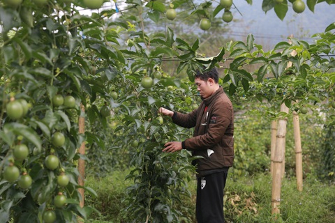 Lai Châu: Thúc đẩy phát triển sản xuất nông nghiệp quy mô lớn- Ảnh 3. Chanh leo trồng tại huyện Tam Đường, tỉnh Lai Châu - Ảnh: C.TUỆ