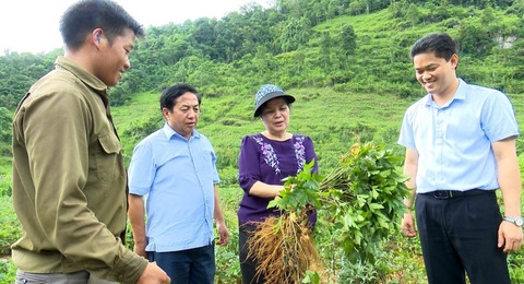 Lai Châu: Thúc đẩy phát triển sản xuất nông nghiệp quy mô lớn- Ảnh 1. Bí thư Tỉnh ủy Lai Châu Giàng Páo Mỷ (thứ hai từ phải qua) thăm khu trồng đương quy của bà con xã Nùng Nàng, huyện Tam Đường - Ảnh: ĐINH LAN