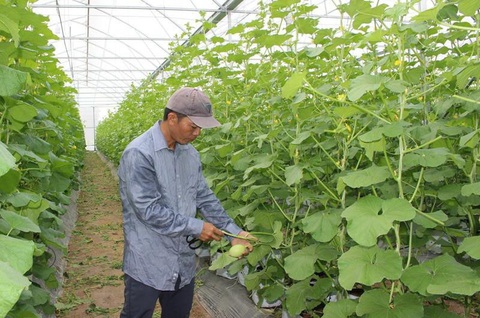 Đồng Nai đột phá trong phát triển nông nghiệp hữu cơ- Ảnh 1. Vườn dưa lưới theo hướng hữu cơ tại xã Vĩnh Thanh, huyện Nhơn Trạch