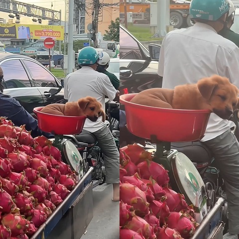 Ảnh vui 8-12: Lần đầu tiên thấy chú chó đi bán thanh long- Ảnh 1. Thanh long nhà trồng, vừa rẻ vừa ngon đây mấy chú ơi.