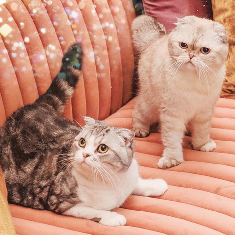 Từ trái qua: Meredith Grey và Olivia Benson - Ảnh: Instagram NV Từ trái qua: Meredith Grey và Olivia Benson - Ảnh: Instagram NV