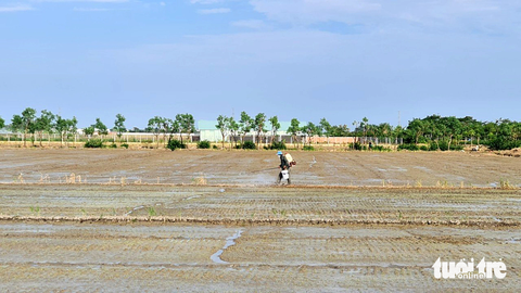 Lúa có giá cao, nông dân miền Tây liều xuống giống vụ 3 dù hạn mặn đe dọa- Ảnh 1. Dù đã hết tuần thứ nhất của tháng 12 nhưng nhiều nông dân tại tỉnh Tiền Giang vẫn bất chấp rủi ro xâm nhập mặn xuống giống lúa vụ 3 - Ảnh: MẬU TRƯỜNG