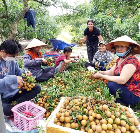 Đất Đỏ vươn mình nhờ nông thôn mới- Ảnh 2. Thu hoạch nhãn ở huyện Đất Đỏ - Ảnh: Đ.H.