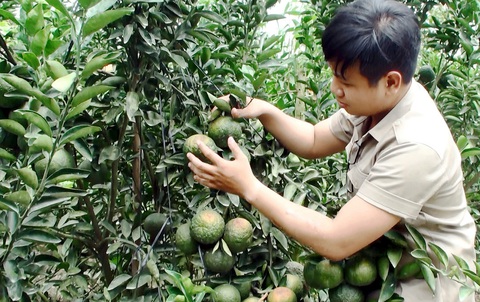 Nông dân đua trồng sầu riêng - Ảnh 5. Cam rớt giá thê thảm, có loại chỉ 1.000 đến 2.000 đồng/kg - Ảnh: CHÍ HẠNH