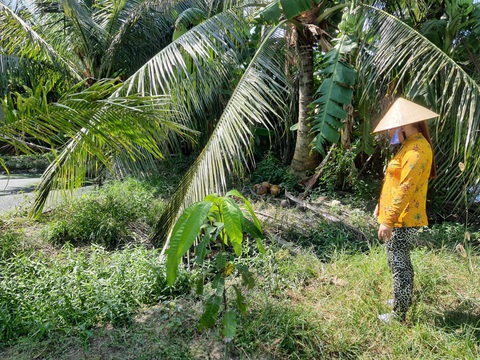 Kê khống heo bị dịch tả để lấy tiền của Nhà nước - Ảnh 1. Kê khống heo bị dịch tả để lấy tiền của Nhà nước - Ảnh 1.