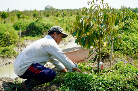 Nông dân đua trồng sầu riêng - Ảnh 2. Ông Mười, ngụ thị trấn Bình Phú, huyện Cai Lậy, tỉnh Tiền Giang, chăm sóc vườn sầu riêng của gia đình mình Ảnh: MẬU TRƯỜNG