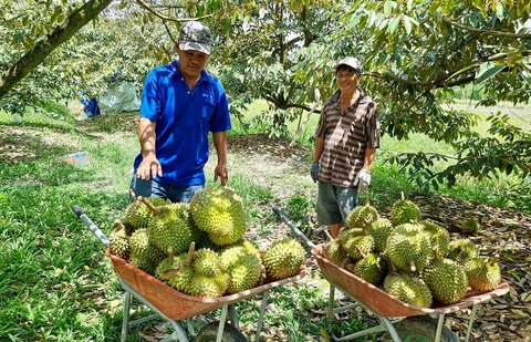 Nông dân đua trồng sầu riêng - Ảnh 1. Sầu riêng có giá cao nên nhiều nhà vườn chuyển sang trồng. Trong ảnh: thu hoạch sầu riêng tại huyện Thới Lai, TP Cần Thơ - Ảnh: V.C.