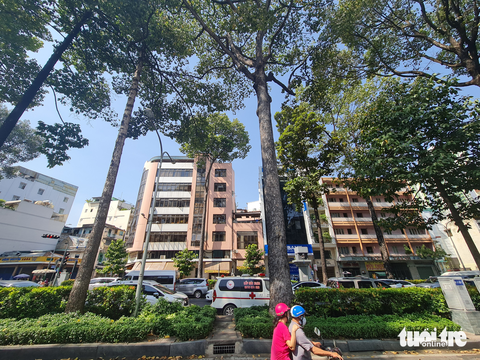 Đường phố Sài Gòn - Những ký ức thân thương - Kỳ 9: Tổng Đốc Phương, đường xưa còn dấu - Ảnh 2. Hàng cổ thụ người Pháp trồng từ lúc mở đường Tổng đốc Phương đến nay vẫn xanh tốt Ảnh QUỐC VIỆT