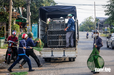 Thấy đội bắt chó thả rông, chủ ôm chó ‘tháo chạy’ - Ảnh 7. Thấy đội bắt chó thả rông, chủ ôm chó ‘tháo chạy’ - Ảnh 7.