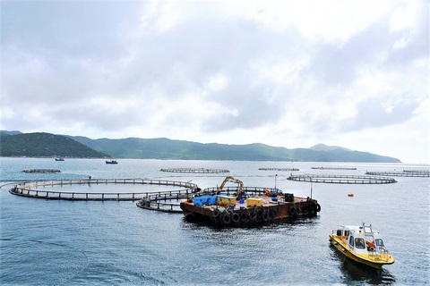Những lồng HDPE của Công ty Australis nằm độc lập, thông thoáng tạo môi trường nuôi tốt hơn so với các bè gỗ kết với nhau - Ảnh: M.CHIẾN Những lồng HDPE của Công ty Australis nằm độc lập, thông thoáng tạo môi trường nuôi tốt hơn so với các bè gỗ kết với nhau - Ảnh: M.CHIẾN