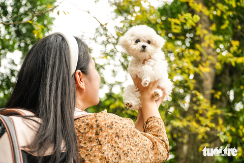 Sưa thay lá, nhuộm vàng góc phố Hà Nội - Ảnh 1. Sưa thay lá, nhuộm vàng góc phố Hà Nội - Ảnh 1.