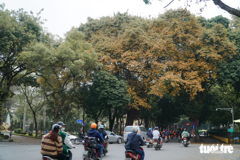 Sưa thay lá, nhuộm vàng góc phố Hà Nội - Ảnh 7. Sưa thay lá, nhuộm vàng góc phố Hà Nội - Ảnh 7.