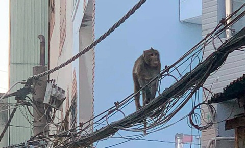 Khỉ đuôi dài trốn biệt tăm khi kiểm lâm mang súng gây mê đi tìm - Ảnh 3. Khỉ đuôi dài trốn biệt tăm khi kiểm lâm mang súng gây mê đi tìm - Ảnh 3.