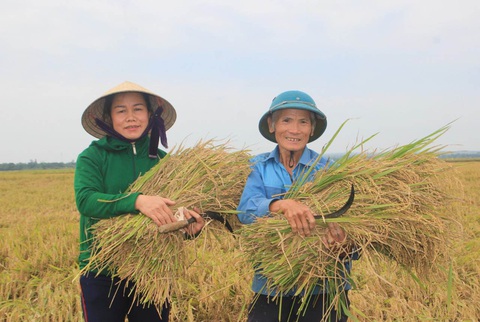 Lần đầu tiên gạo hữu cơ Quảng Trị xuất qua thị trường châu Âu - Ảnh 2. Lần đầu tiên gạo hữu cơ Quảng Trị xuất qua thị trường châu Âu - Ảnh 2.