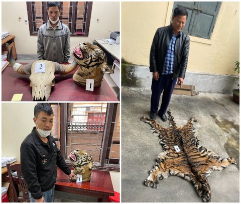 Khởi tố ba người đàn ông mua bán chín bộ da, đầu hổ - Ảnh 1. Khởi tố ba người đàn ông mua bán chín bộ da, đầu hổ - Ảnh 1.