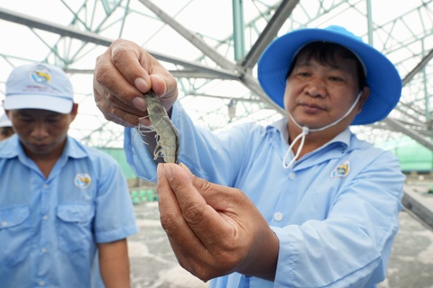 Tôm giống công nghệ cao của Việt Úc giúp bà con lợi nhuận cao hơn - Ảnh 6. Tôm giống công nghệ cao của Việt Úc giúp bà con lợi nhuận cao hơn - Ảnh 6.