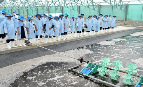 Tôm giống công nghệ cao của Việt Úc giúp bà con lợi nhuận cao hơn - Ảnh 1. Tôm giống công nghệ cao của Việt Úc giúp bà con lợi nhuận cao hơn - Ảnh 1.