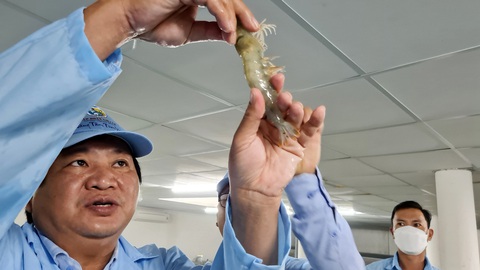 Ông Trần Văn Phúc - Giám đốc Sở Nông nghiệp và Phát triển nông thôn tỉnh Bình Định kiểm tra chất lượng tôm tại Công tỷ cổ phần Việt - Úc Bình Định - Ảnh: LÂM THIÊN