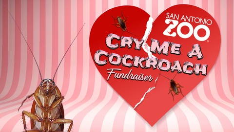 Trả thù ngày Valentine: Đặt tên người yêu cũ cho gián, dán tên lên thùng rác - Ảnh 1. Trả thù ngày Valentine: Đặt tên người yêu cũ cho gián, dán tên lên thùng rác - Ảnh 1.