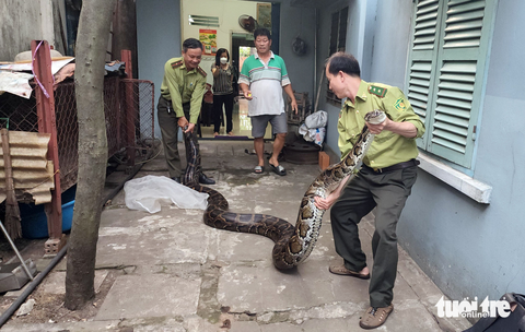 Người dân giao trăn đất nặng 63kg cho kiểm lâm - Ảnh 2. Người dân giao trăn đất nặng 63kg cho kiểm lâm - Ảnh 2.