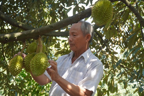 Ông Nguyễn Văn Mến (ấp Phú Tiểu, xã Phú Nhuận, huyện Cai Lậy) bên những gốc sầu riêng sắp cho thu hoạch của gia đình mình - Ảnh: MẬU TRƯỜNG Sầu riêng sắp thu hoạch - Ảnh: MẬU TRƯỜNG