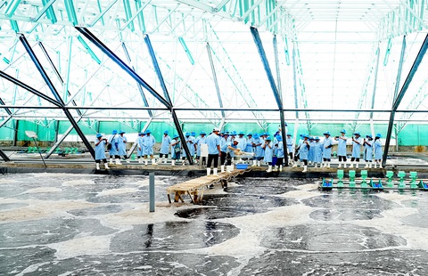 Giao biển cho dân cần làm ngay - Ảnh 1. Các đại biểu tham quan khu vực nuôi tôm công nghệ cao của Tập đoàn thủy sản Việt - Úc - Ảnh: HỮU HẠNH