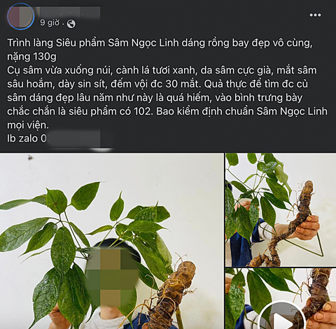 Bi, hài săn sâm quý: Sâm khủng thật, giả khó lường - Ảnh 2. Bi, hài săn sâm quý: Sâm khủng thật, giả khó lường - Ảnh 2.