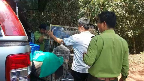 Tê tê Java nhặt ở ven đường đã được thả về tự nhiên - Ảnh 1. Tê tê Java nhặt ở ven đường đã được thả về tự nhiên - Ảnh 1.
