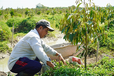 Nhiều rủi ro khi chuyển đất lúa sang trồng sầu riêng - Ảnh 1. Các chuyên gia khuyến cáo việc nông dân khu vực ĐBSCL đua nhau chuyển đất lúa sang trồng sầu riêng sẽ tiềm ẩn nhiều rủi ro - Ảnh: M.TRƯỜNG