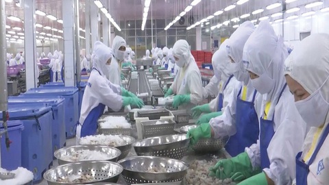 Nhiều doanh nghiệp chế biến tôm tại Sóc Trăng thu hút thêm nhiều nhân công nhờ hoạt động xuất khẩu tôm khởi sắc thời gian gần đây - Ảnh: Khắc Tâm Chế biến tôm tại Sóc Trăng - Ảnh: KHẮC TÂM