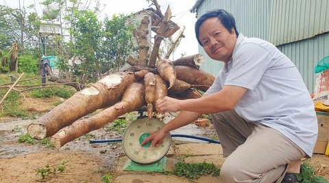 Người dân đào được củ mì khổng lồ nặng gần 70kg, dài 1,3m - Ảnh 1. Người dân đào được củ mì khổng lồ nặng gần 70kg, dài 1,3m - Ảnh 1.