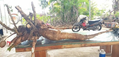 Người dân đào được củ mì khổng lồ nặng gần 70kg, dài 1,3m - Ảnh 2. Người dân đào được củ mì khổng lồ nặng gần 70kg, dài 1,3m - Ảnh 2.