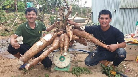 Người dân đào được củ mì khổng lồ nặng gần 70kg, dài 1,3m - Ảnh 3. Người dân đào được củ mì khổng lồ nặng gần 70kg, dài 1,3m - Ảnh 3.