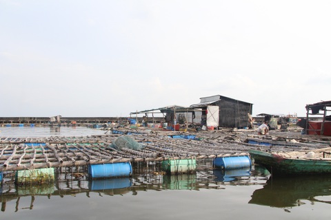 Hàu, cá mú chết, người dân nuôi biển Kiên Giang khóc ròng - Ảnh 3. Hàu, cá mú chết, người dân nuôi biển Kiên Giang khóc ròng - Ảnh 3.