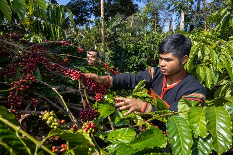 Buôn Ma Thuột sẽ có phố cà phê miễn phí - Ảnh 2. Buôn Ma Thuột sẽ có phố cà phê miễn phí - Ảnh 2.
