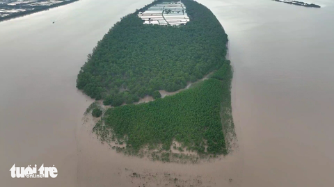 Cồn bãi sông Mekong - Kỳ cuối: Cồn Bần cuối dòng Cổ Chiên - Ảnh 2. Cánh rừng cuối cồn Bần vẫn “nở” ra phía biển - Ảnh: T.TRÌNH