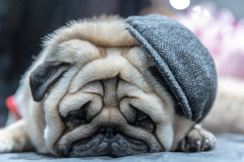 Nhìn con cún mặt xệ, hay chó Pug này nằm ngủ với gương mặt như… “vải bông xếp lớp”, ai cũng muốn bật cười với vẻ siêu dễ thương của nó. Ảnh do tay máy Jeenah Moon chớp được tại New York, Mỹ - Ảnh: REUTERS Nhìn con cún mặt xệ, hay chó Pug này nằm ngủ với gương mặt như… “vải bông xếp lớp”, ai cũng muốn bật cười với vẻ siêu dễ thương của nó. Ảnh do tay máy Jeenah Moon chớp được tại New York, Mỹ - Ảnh: REUTERS