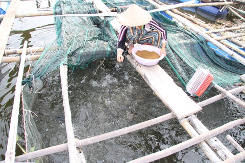 Cá chết, khuyến cáo dân trực canh biển Hòn Tre 24/24 giờ - Ảnh 3. Cá chết, khuyến cáo dân trực canh biển Hòn Tre 24/24 giờ - Ảnh 3.