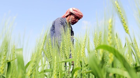 UAE trồng lúa mì trên sa mạc để cải thiện an ninh lương thực - Ảnh 1. UAE trồng lúa mì trên sa mạc để cải thiện an ninh lương thực - Ảnh 1.
