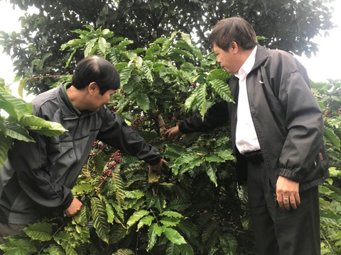 Đưa sáng tạo, công nghệ vào nông nghiệp Đắk Lắk - Ảnh 3. Cán bộ Agribank Đắk Lắk (phải) đi kiểm tra tình tình phát triển của vườn cà phê - Ảnh: TRUNG TÂN