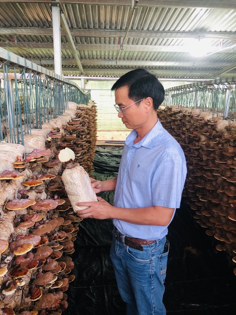 Đưa sáng tạo, công nghệ vào nông nghiệp Đắk Lắk - Ảnh 5. Ông Đoàn Xuân Trường với mô hình nấm sạch của đơn vị mình - Ảnh: TRUNG TÂN