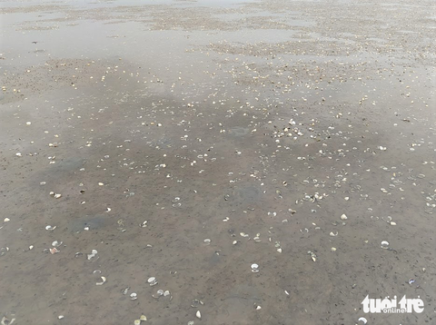 Hàng chục tấn ngao chết trắng trên bãi biển Cồn Vạn - Ảnh 2. Hàng chục tấn ngao chết trắng trên bãi biển Cồn Vạn - Ảnh 2.