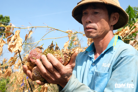 Thiệt hại cả trăm triệu đồng vì bị kẻ gian cắt gốc vườn chanh dây, sầu riêng - Ảnh 4. Ông Hảo thất thần bên vườn chanh bị phá