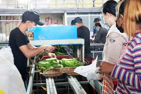 Xuất khẩu hơn 300 tấn chuối tươi sang Trung Quốc - Ảnh 1. Xuất khẩu hơn 300 tấn chuối tươi sang Trung Quốc - Ảnh 1.