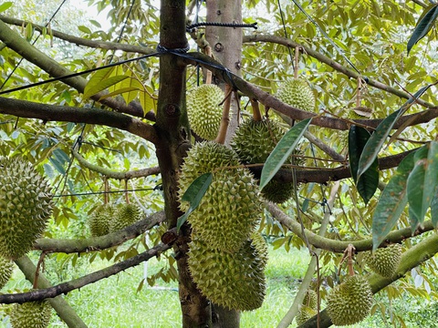 Nông dân phá vườn tiêu, cà phê để trồng sầu riêng, Bộ Nông nghiệp chỉ đạo gì? - Ảnh 1. Nông dân phá vườn tiêu, cà phê để trồng sầu riêng, Bộ Nông nghiệp chỉ đạo gì? - Ảnh 1.