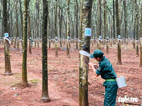 Tin tức sáng 24-2: Xuất khẩu cao su sang Mỹ giảm mạnh - Ảnh 2. Tin tức sáng 24-2: Xuất khẩu cao su sang Mỹ giảm mạnh - Ảnh 2.